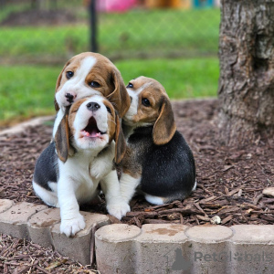 Photo №1. beagle - à vendre en ville de Freiburg im Breisgau | 360€ | Annonce №120610