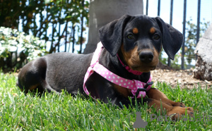 Photo №3. Pure noire et tan chiot Doberman pour la nouvelle maison. Australie