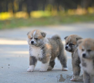 Photos supplémentaires: Chiots Akita Inu