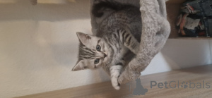 Photo №2 de l'annonce № 147055 de la vente british shorthair - acheter à Allemagne annonce privée