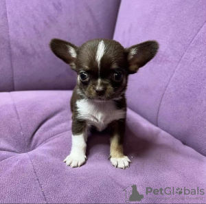 Photo №4. Je vais vendre chien-loup de saarloos en ville de Sotk. annonce privée - prix - 284€