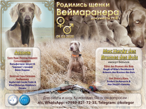 Photo №2 de l'annonce № 6190 de la vente braque de weimar - acheter à Fédération de Russie éleveur