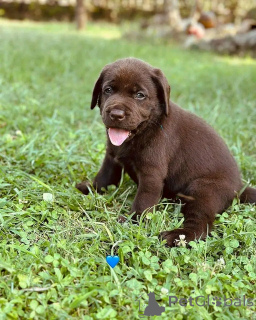 Photo №3. Labrador Retriever Welpen Zur adoption. Allemagne