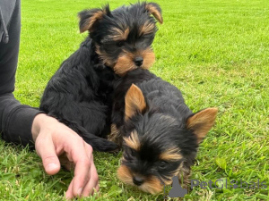 Photo №1. yorkshire terrier - à vendre en ville de Murcia | négocié | Annonce №176379