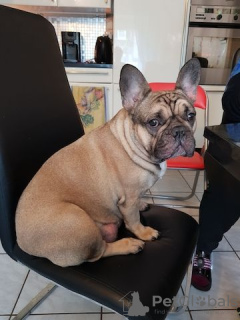 Photo №3. Französische Bulldogge Welpen. Allemagne