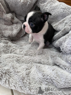 Photo №3. Prachtige Boston Terrier-puppy zoeken een liefdevol new thuis. Pays Bas