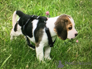 Photo №1. beagle - à vendre en ville de Berlin | 300€ | Annonce №28791