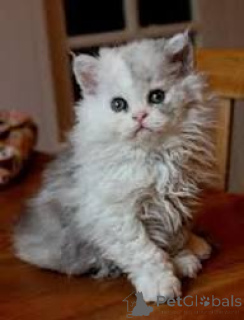 Photo №1. selkirk rex à longs poils - à vendre en ville de Bruxelles | 500€ | Annonce № 172715
