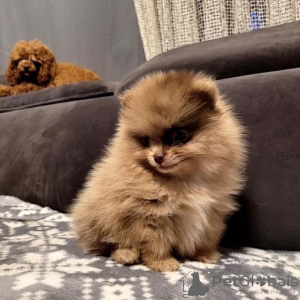 Photo №3. Magnifique chiots Spitz Nain. Suisse