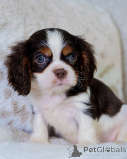 Photo №2 de l'annonce № 157765 de la vente cavalier king charles spaniel - acheter à La finlande annonce privée
