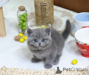 Photo №1. british shorthair - à vendre en ville de Bruxelles | 242€ | Annonce № 155566
