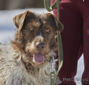 Photo №2 de l'annonce № 101800 de la vente chien bâtard - acheter à Fédération de Russie annonce privée