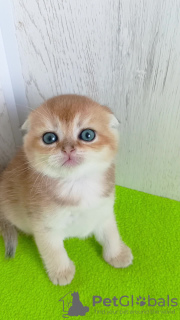 Photo №2 de l'annonce № 65601 de la vente chat chinchilla - acheter à Ukraine de la fourrière