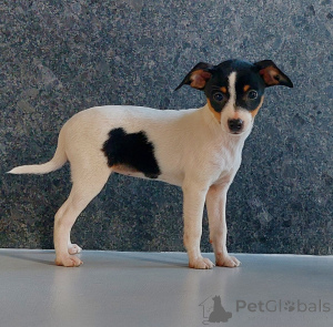 Photo №3. Toy American Fox Terrier. Pologne
