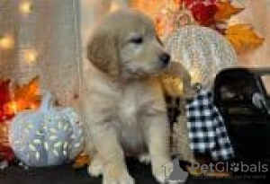 Photo №1. golden retriever - à vendre en ville de Helsinki | Gratuit | Annonce №129183