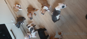 Photo №2 de l'annonce № 143405 de la vente american staffordshire terrier - acheter à Pays Bas éleveur
