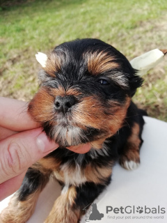 Photo №3. Chiots disponibles à la réservation. Estonie