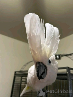 Photo №3. J'ai 2 perroquets cacatoès, un mâle et une femelle. Ils n'ont aucun lien de. Australie