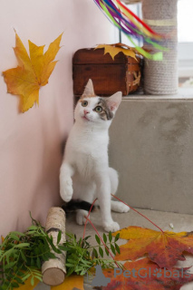 Photos supplémentaires: Le chaton Dashka est un enfant affectueux et joyeux à la recherche d'un foyer !