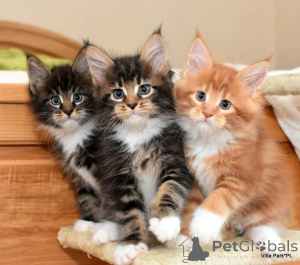 Photo №1. chat des forêts norvégiennes - à vendre en ville de Aizlingen | 350€ | Annonce № 157351