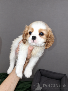 Photo №2 de l'annonce № 177703 de la vente cocker américain, cocker spaniel anglais, springer anglais, welsh springer spaniel, épagneul d'eau irlandais, chien d'eau espagnol, mâtin espagnol, cavalier king charles spaniel, cavalier king charles spaniel, clumber spaniel, épagneul russe, épagneul tibétain - acheter à Estonie annonce privée, de la fourrière, éleveur