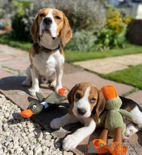 Photo №2 de l'annonce № 83104 de la vente beagle - acheter à Allemagne éleveur
