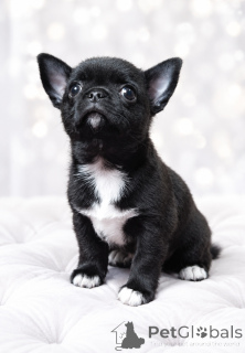 Photo №1. chihuahua - à vendre en ville de Dnipro | 600€ | Annonce №176858