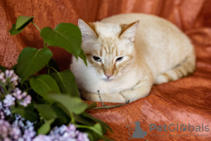 Photo №3. Un doux et beau chat Benya en cadeau. Biélorussie