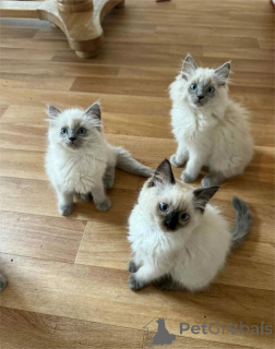 Photo №1. ragdoll - à vendre en ville de Brême | 350€ | Annonce № 153372