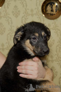 Photos supplémentaires: Puppy Lara cherche une famille