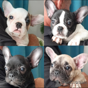 Photo №1. bouledogue - à vendre en ville de Texas City | négocié | Annonce №95878