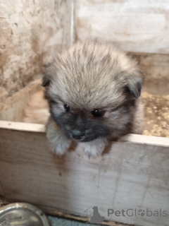 Photo №3. Chiots Spitz de Poméranie. Serbie