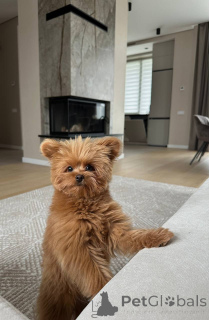 Photo №2 de l'annonce № 157433 de la vente caniche (jouet) - acheter à La Grande-Bretagne annonce privée