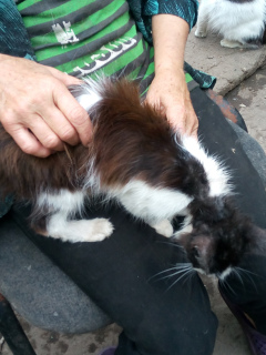 Photo №2 de l'annonce № 7167 de la vente chat de gouttière - acheter à Ukraine annonce privée