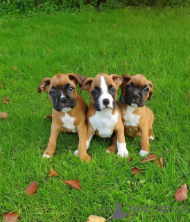 Photo №1. boxer - à vendre en ville de Hambourg | 300€ | Annonce №154995