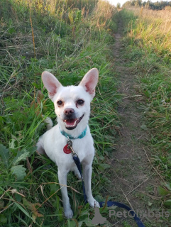 Photos supplémentaires: Chien calme et très beau, 1 an