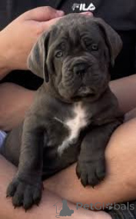 Photo №1. cane corso - à vendre en ville de Paris | 1200€ | Annonce №166743