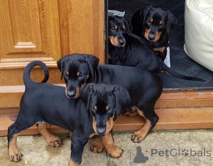 Photo №1. dobermann - à vendre en ville de Arrondissement de Berchtesgaden-Campagne | négocié | Annonce №170356