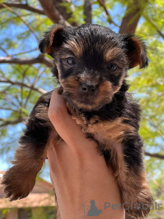 Photo №3. Adorables chiots Yorkshire Terrier avec des personnalités douces et enjouées. Nouvelle zélande