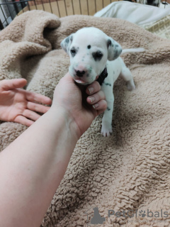 Photos supplémentaires: Superbes chiots Dalmatien taches noires ou hépatiques