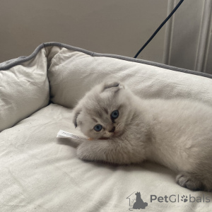 Photo №3. Chatons à vendre. Allemagne