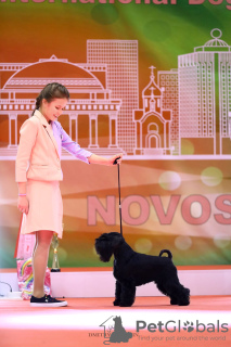 Photo №4. Je vais vendre schnauzer miniature en ville de Novosibirsk. éleveur - prix - 739€