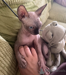 Photo №1. sphynx - à vendre en ville de Erkner | 350€ | Annonce № 174783