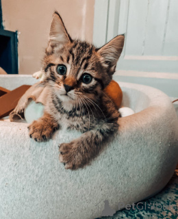 Photo №3. Erstaunliche Bengal-Kätzchen Zur Adoption. Allemagne
