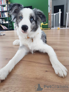 Photos supplémentaires: Border Collie / Bleu merle / Type d'exposition / mâle / FCI / ZKwP