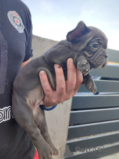 Photos supplémentaires: chiots bouledogue francais a vendre