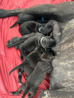 Photo №1. cane corso - à vendre en ville de Saint-Pétersbourg | 350€ | Annonce №130605