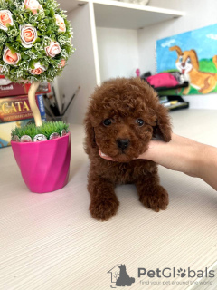 Photo №2 de l'annonce № 115149 de la vente maltipu - acheter à Allemagne annonce privée