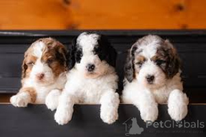 Photo №3. F1 Bernadoodles prêt maintenant. L'Autriche