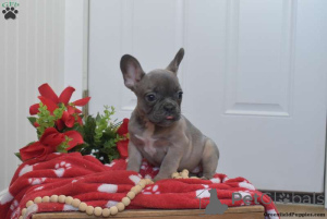 Photo №1. bouledogue - à vendre en ville de Los Angeles | 850€ | Annonce №138647